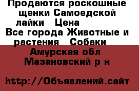 Продаются роскошные щенки Самоедской лайки › Цена ­ 40 000 - Все города Животные и растения » Собаки   . Амурская обл.,Мазановский р-н